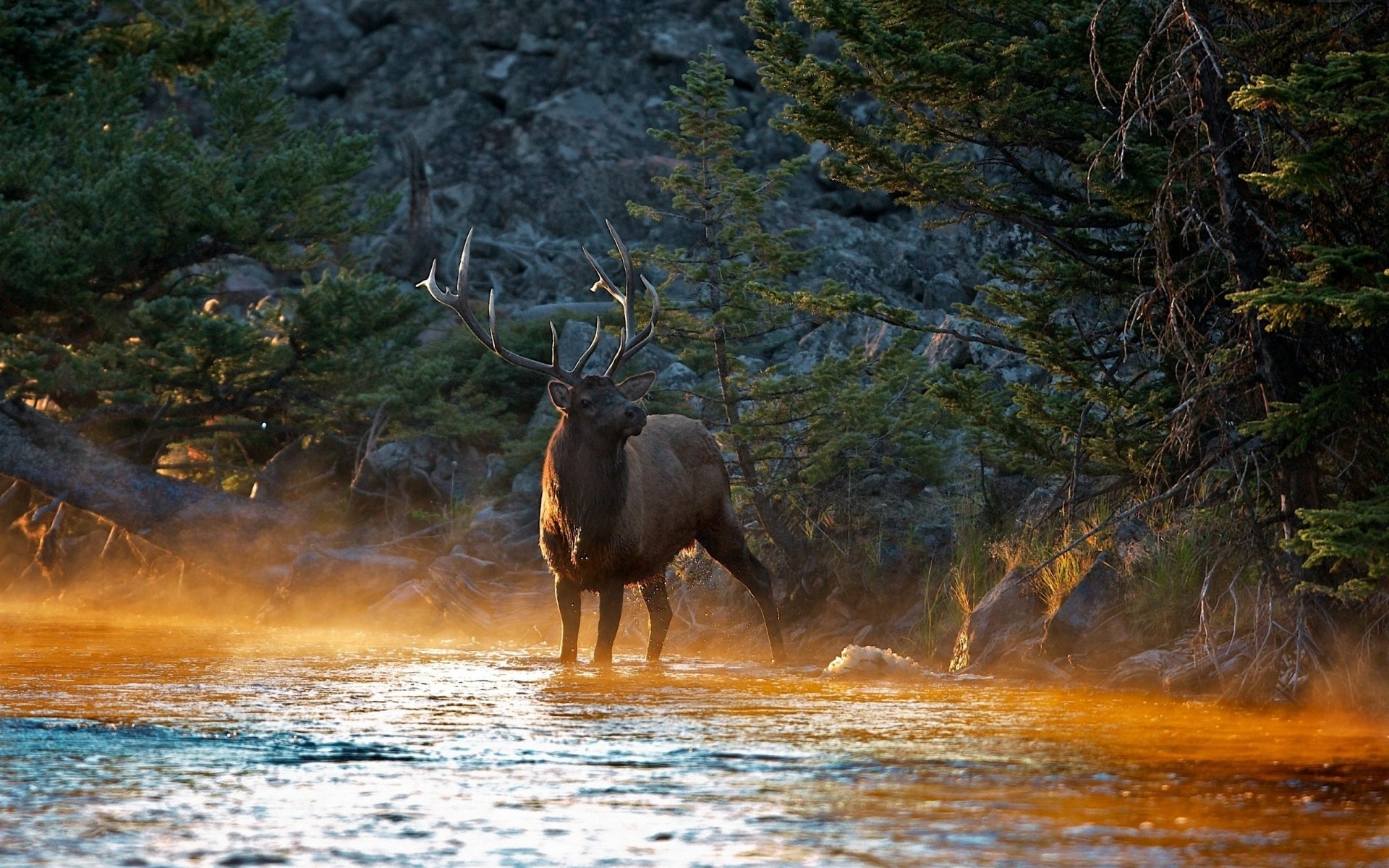 Beautiful Elk - HD Wallpaper 