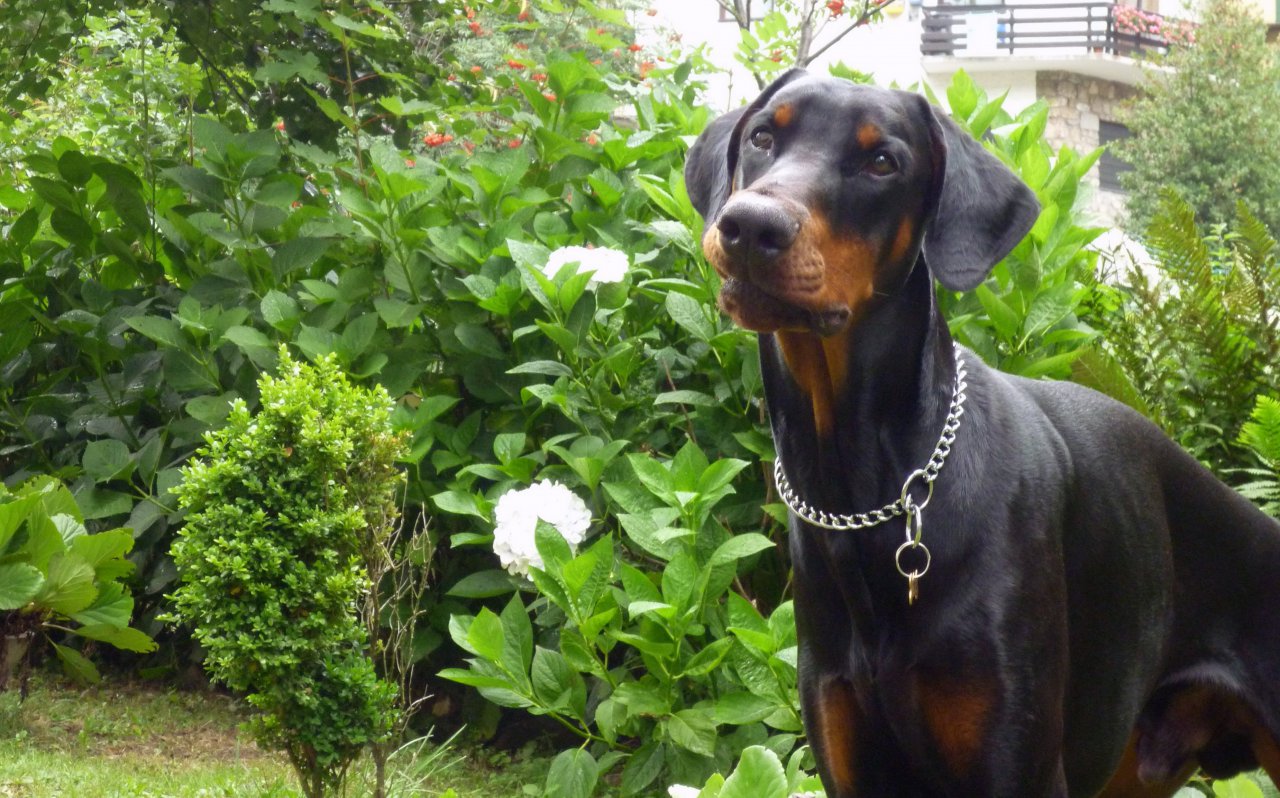 Ares Wallpaper - Austrian Black And Tan Hound - HD Wallpaper 