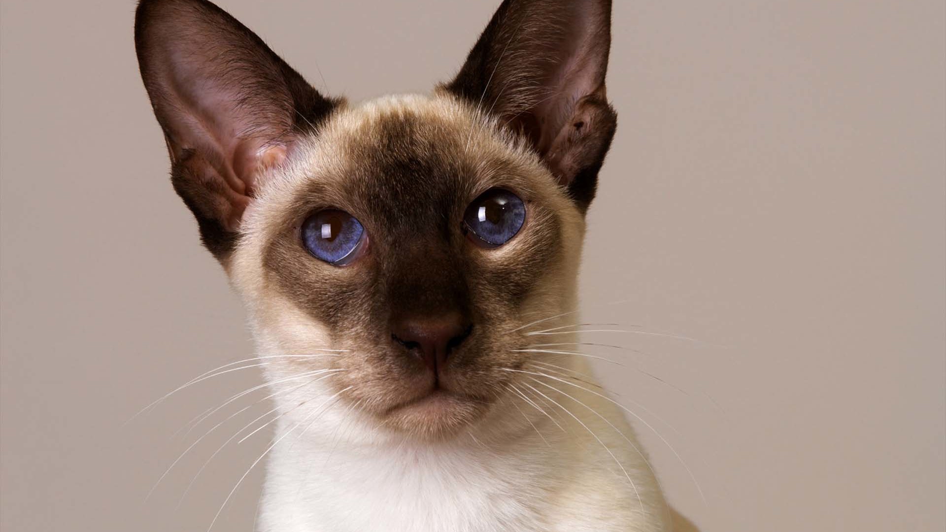 Peterbald Cat - HD Wallpaper 