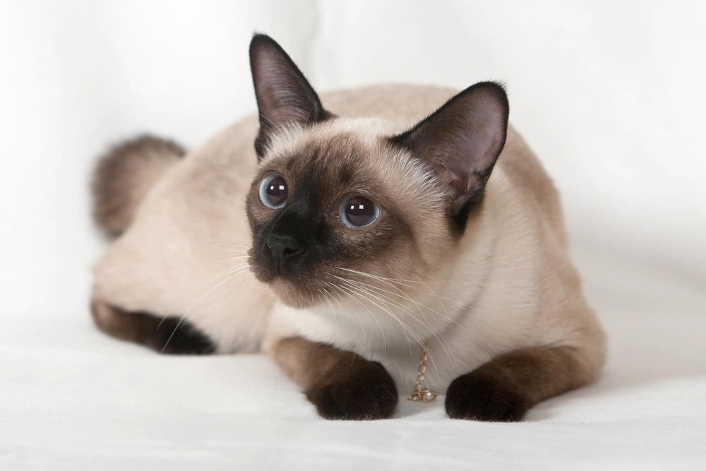 Amazing Siamese Cat Pictures & Backgrounds - HD Wallpaper 