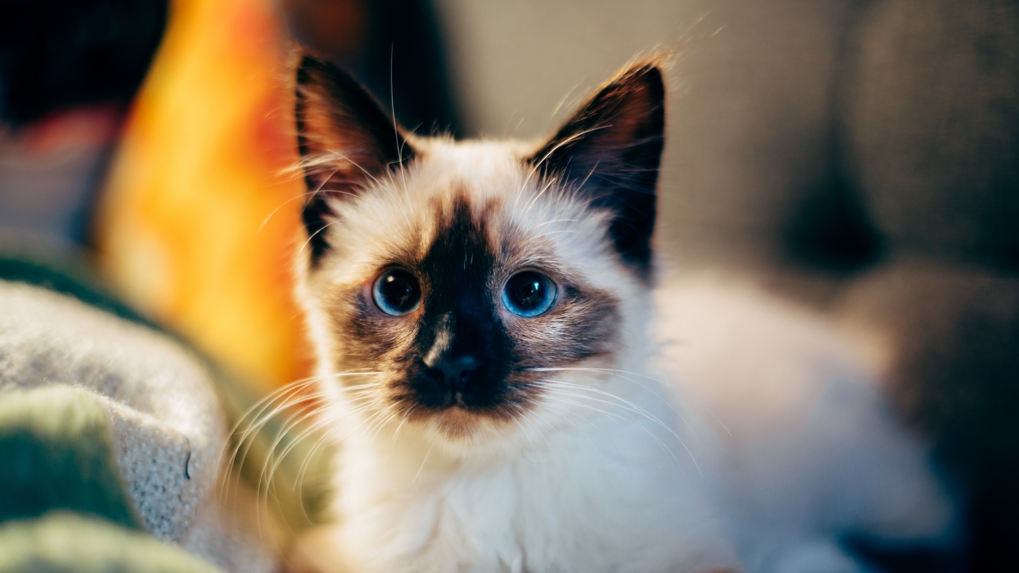 5696738 Siamese Cat Wallpaper For Desktop - HD Wallpaper 