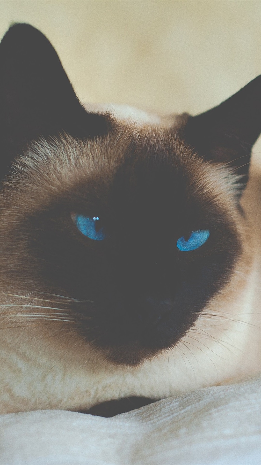 Siamese Cat Wallpaper Iphone - HD Wallpaper 