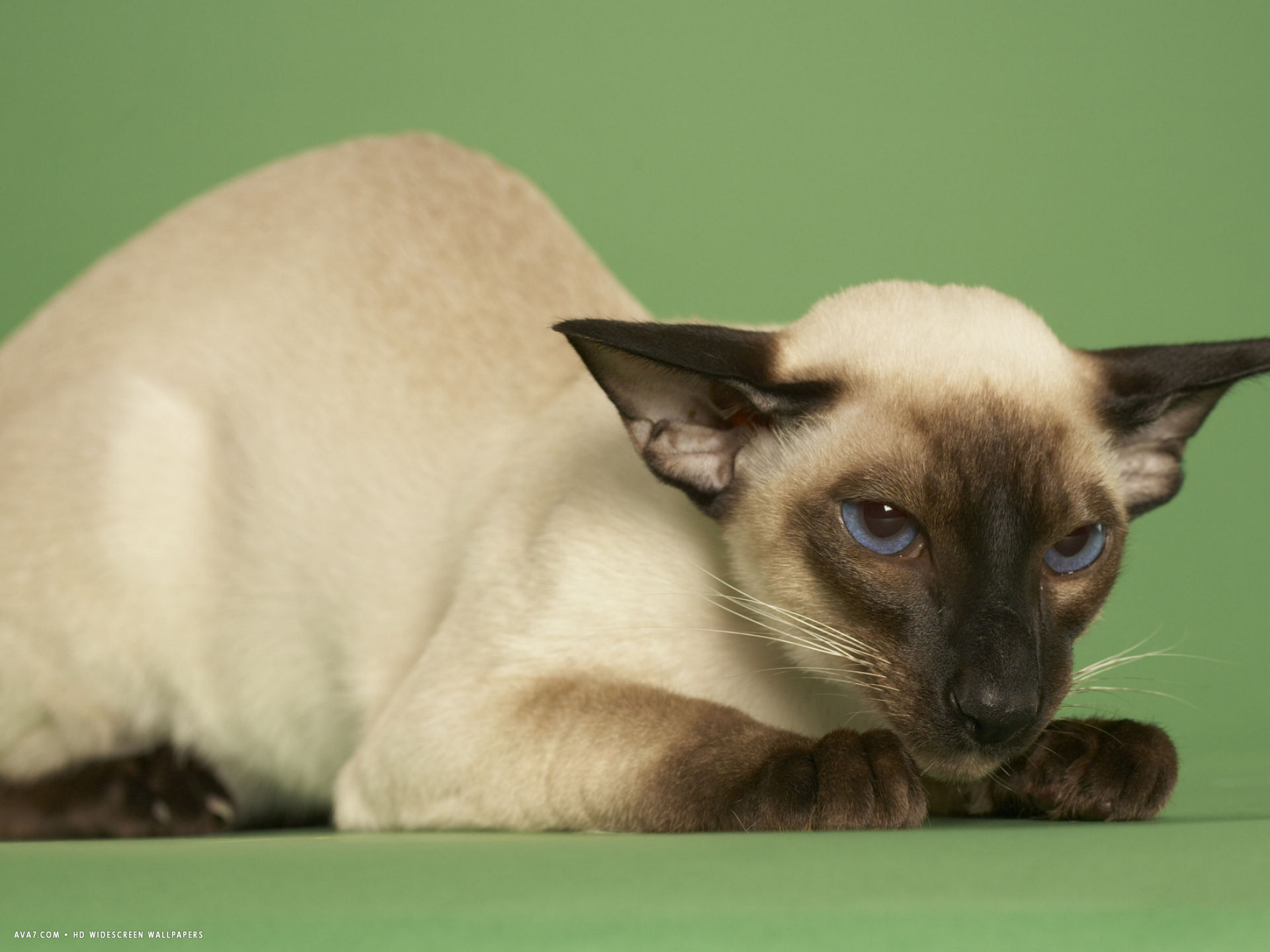 Siamese Desktop Wallpaper - Siamese - HD Wallpaper 