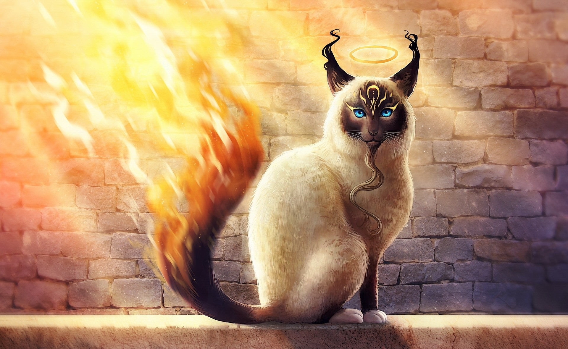 Siamese Cat Wallpaper - HD Wallpaper 