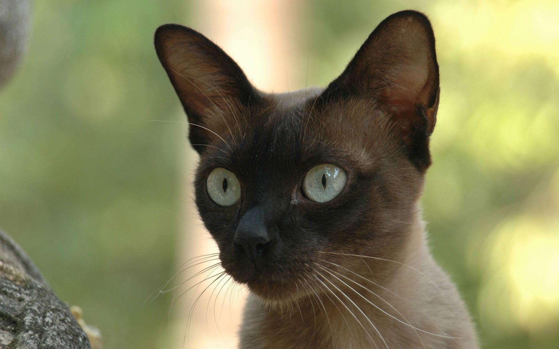 Download Siamese Cats Wallpaper 1 Full Size - Siamese Cats - HD Wallpaper 