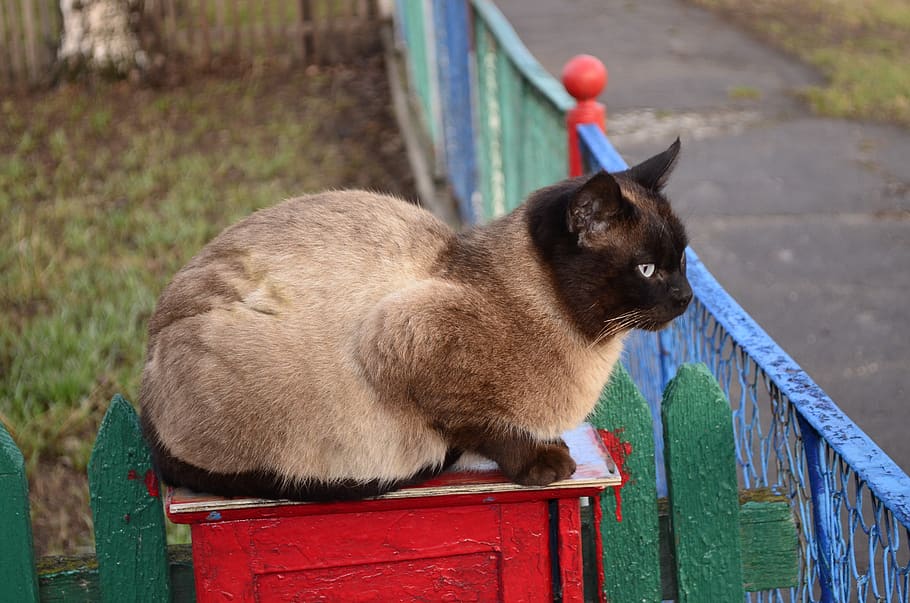 Siamese Cat, Animals, Pet, Cute, Cats, Blue Eyes, Siamese - HD Wallpaper 