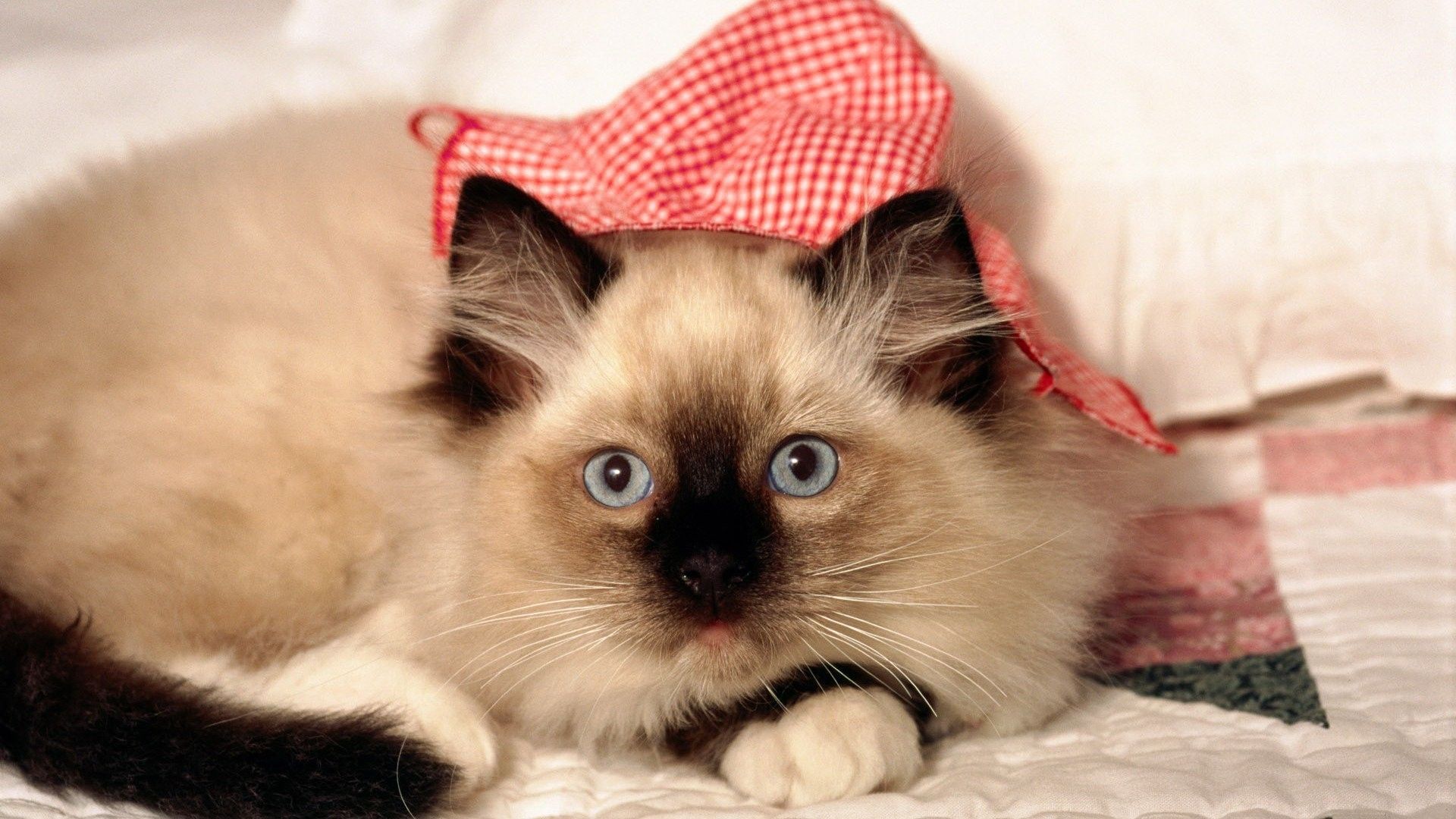 Siamese Cat - HD Wallpaper 