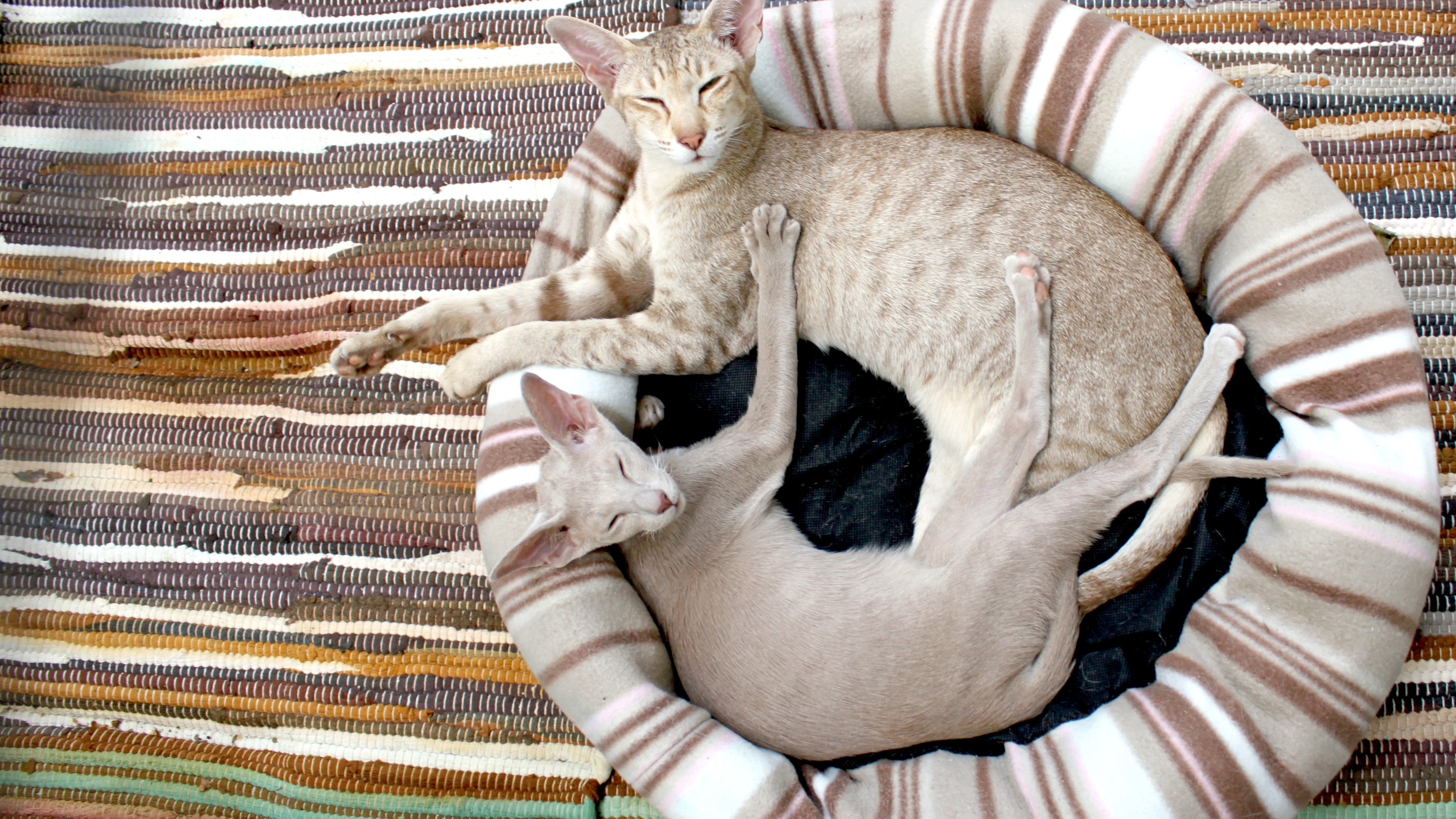 Siamese Cat Wallpaper - HD Wallpaper 