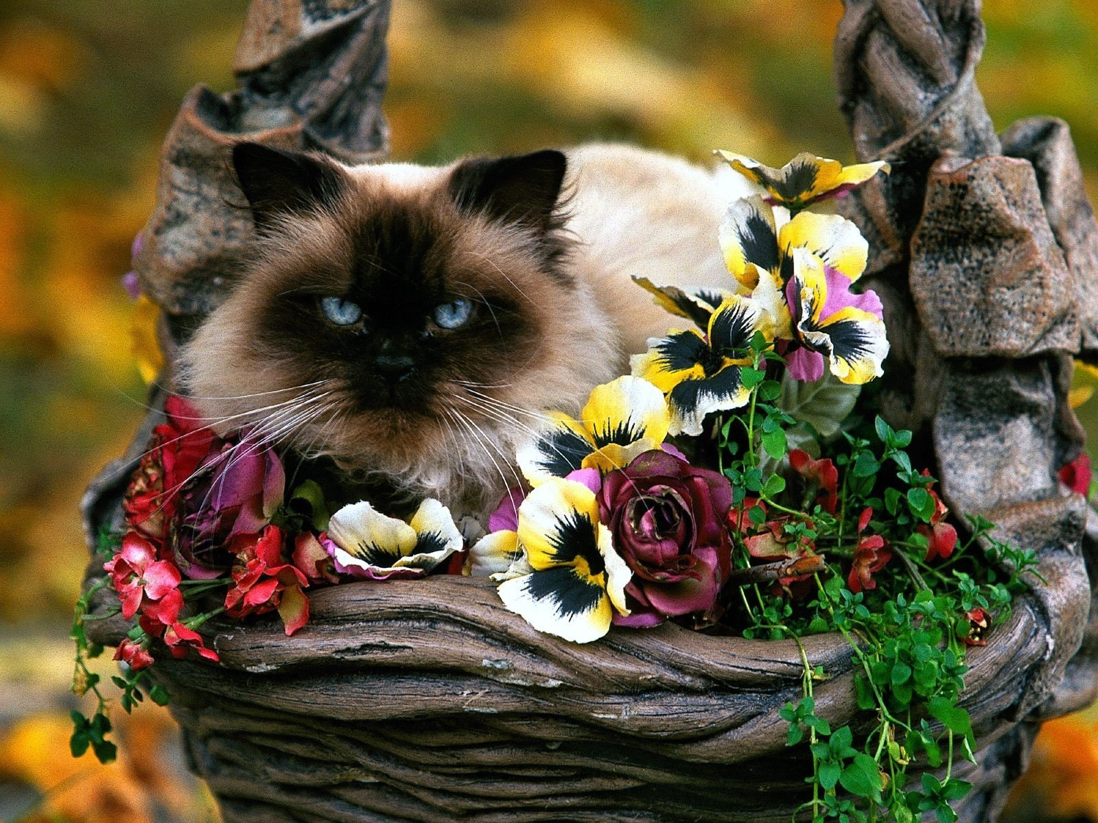 Beautiful Cats Iphone Wallpaper Download - HD Wallpaper 
