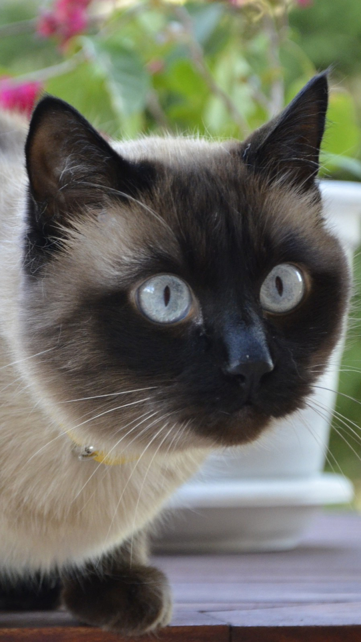 Cat Siamese - HD Wallpaper 