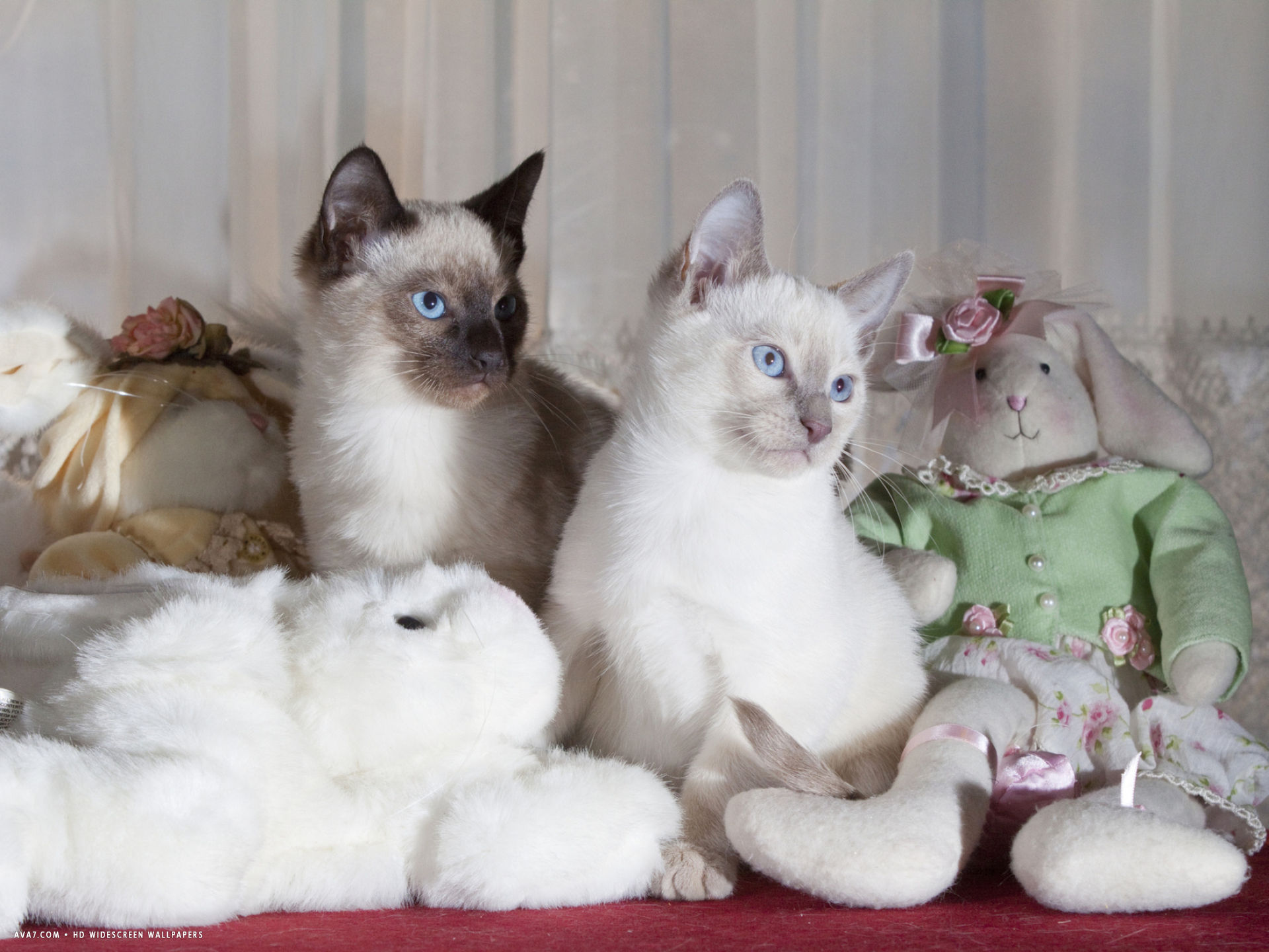 Siamese Cat Kittens With Stuffed Animals - Siamese - HD Wallpaper 