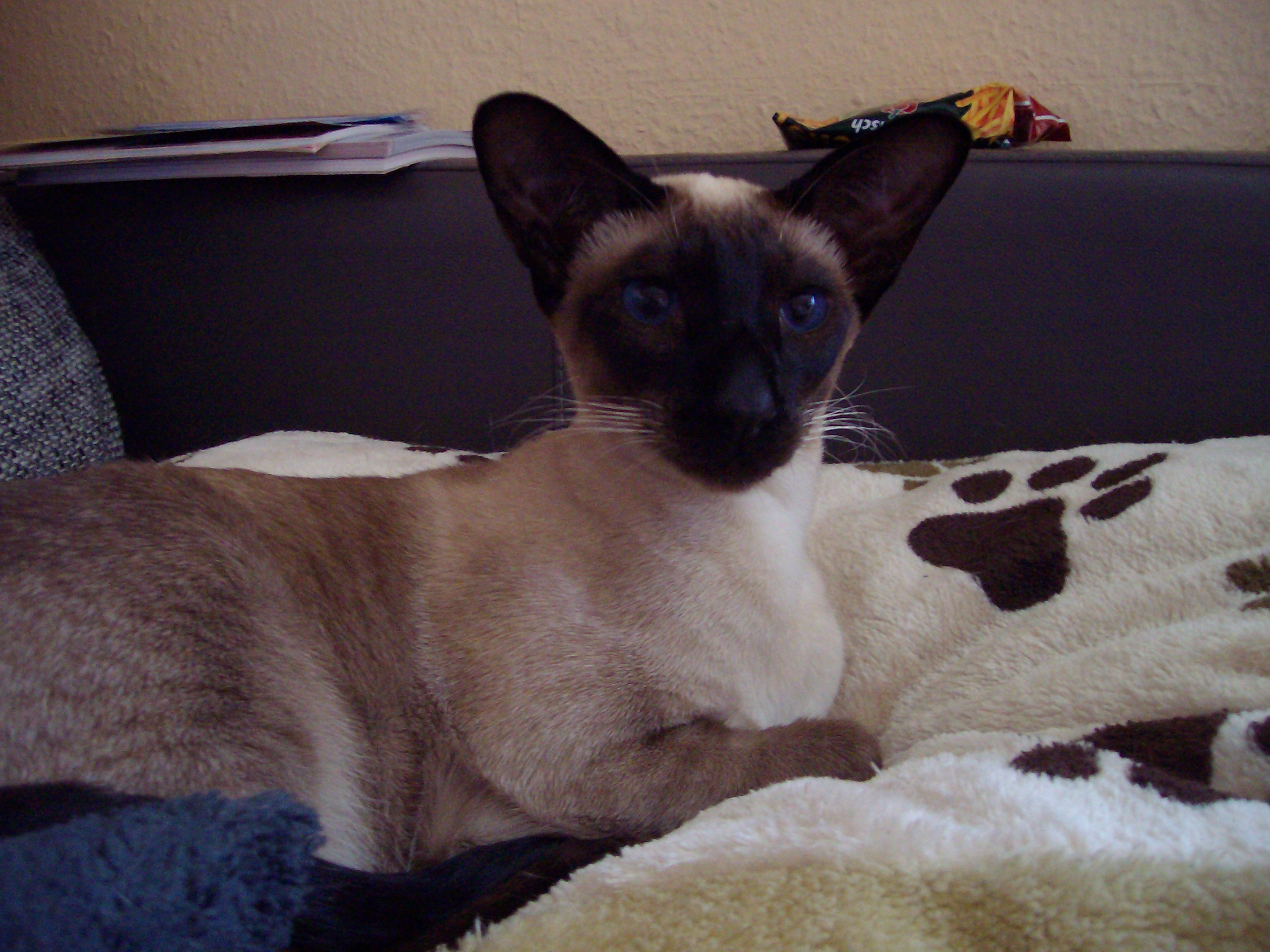 Siamese,dunkel Blaue Augen - Siamese - HD Wallpaper 