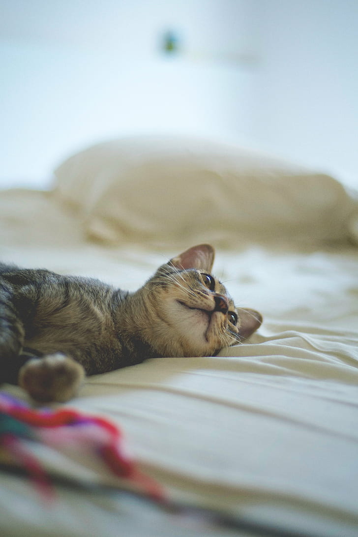 Black And Brown Kitten On Bed, Morning, Lazy Day, Siamese - HD Wallpaper 