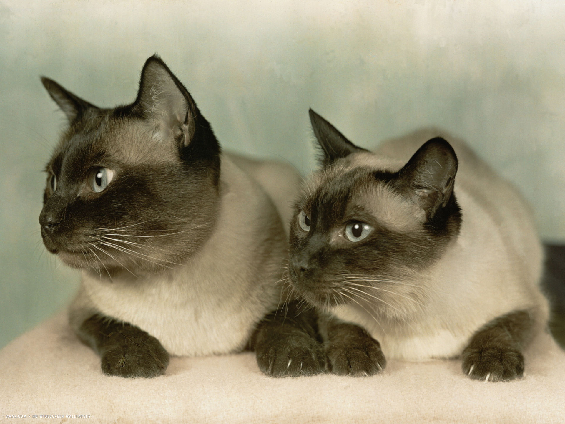 Siamese Cats - Siamese Cat Pair - HD Wallpaper 