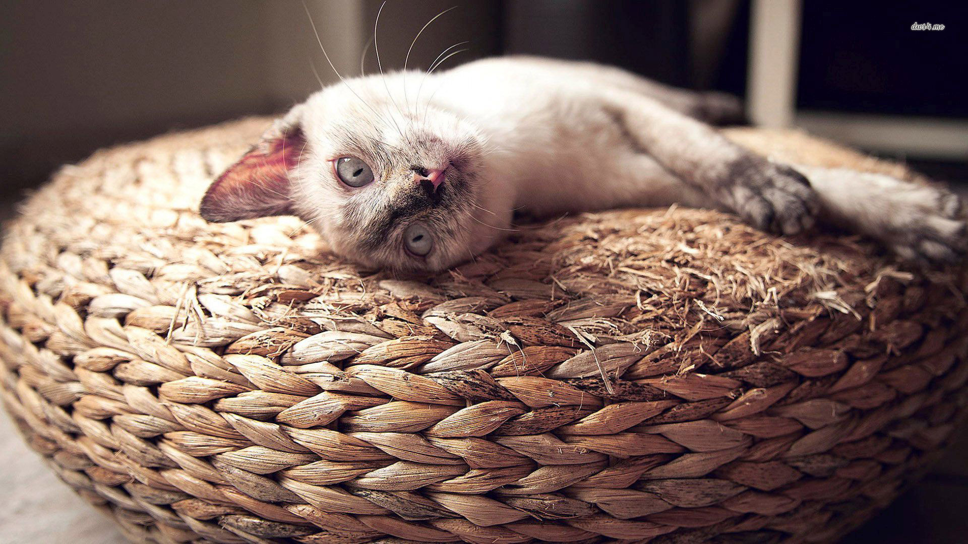 Ferret - HD Wallpaper 