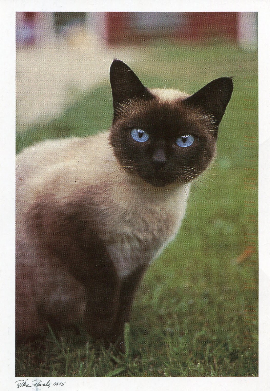 Siamese Cat Wallpaper 1080p - 16yo Pussy - HD Wallpaper 