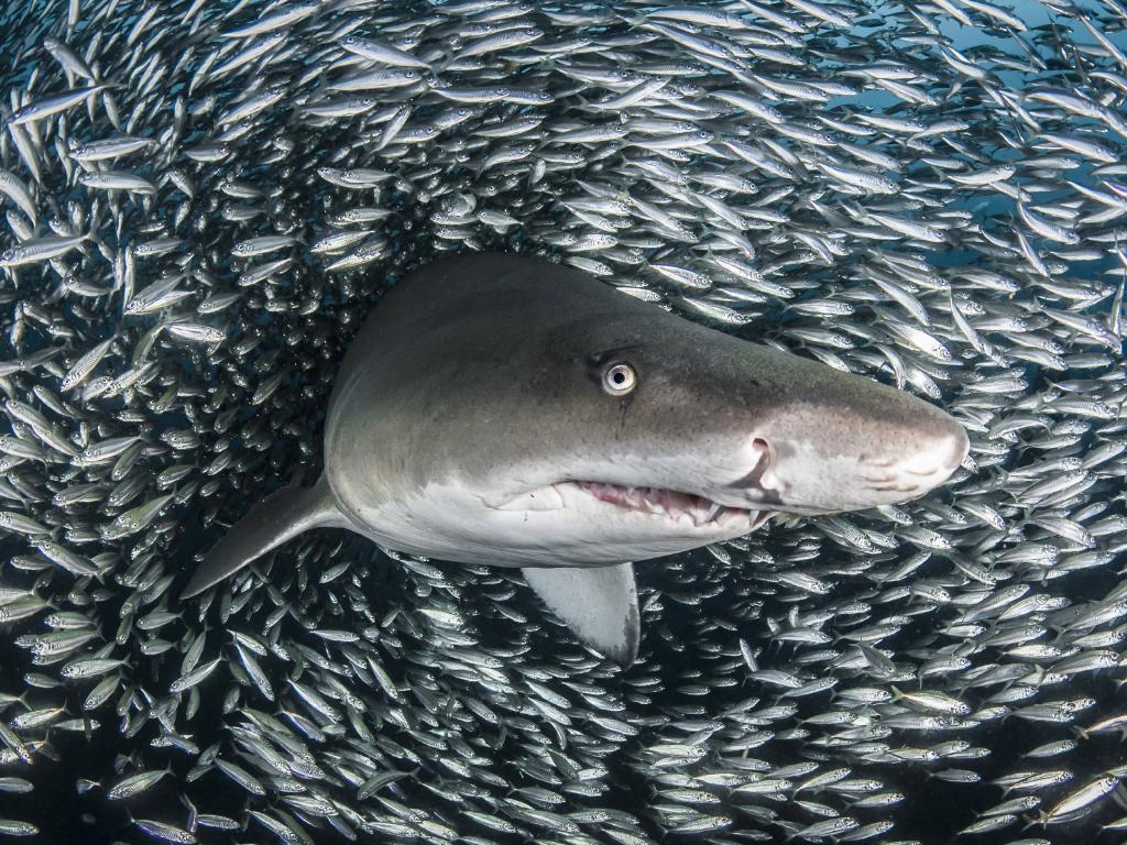 Sharks - HD Wallpaper 