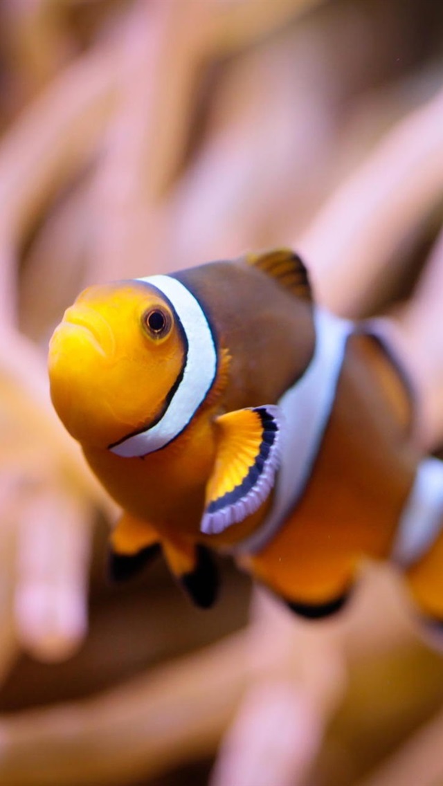 Iphone Wallpaper Clown Fish, Underwater - Fondo De Pantalla De Peces - HD Wallpaper 