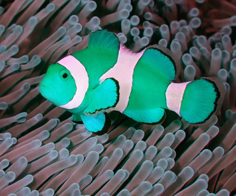 Blue Rare Clown Fish - HD Wallpaper 
