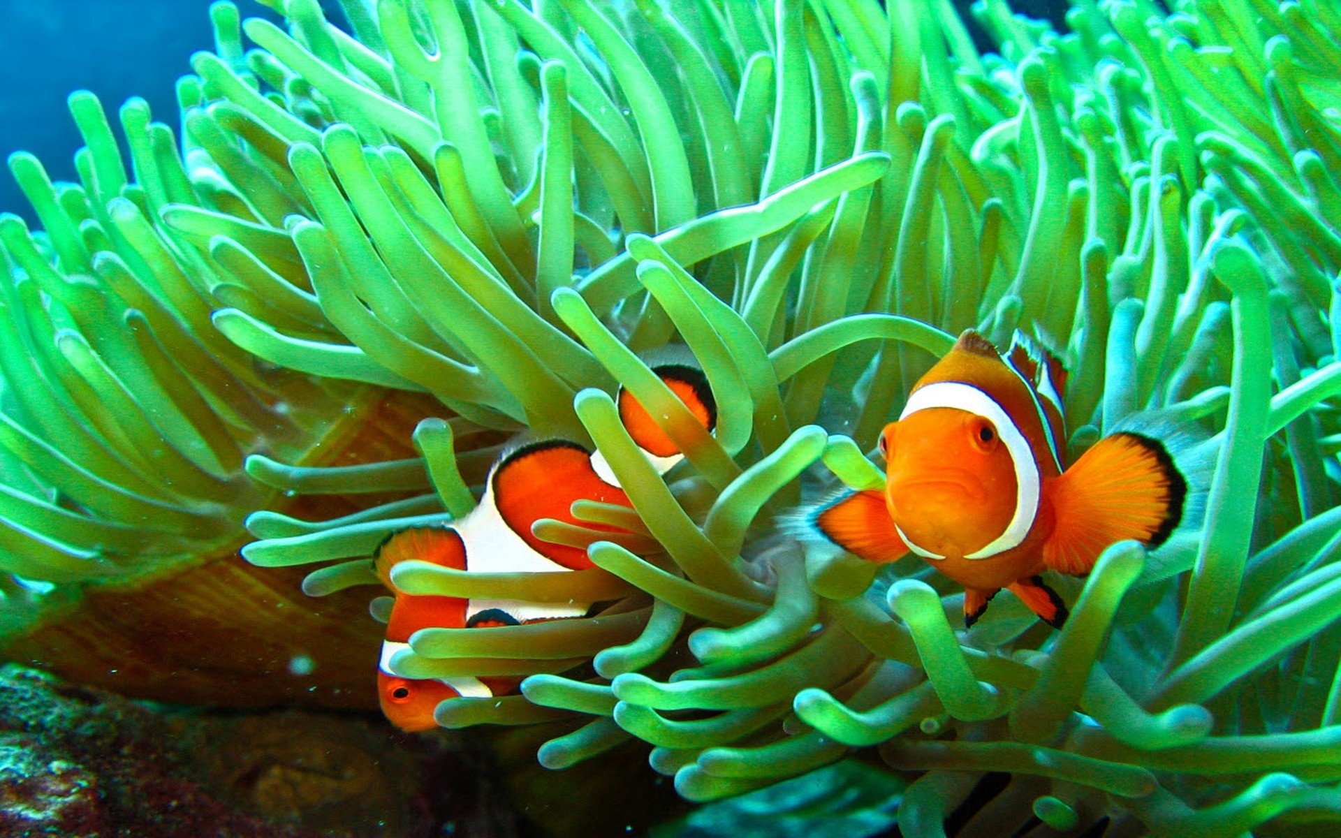 Symbiotic Relationships Ocean - HD Wallpaper 