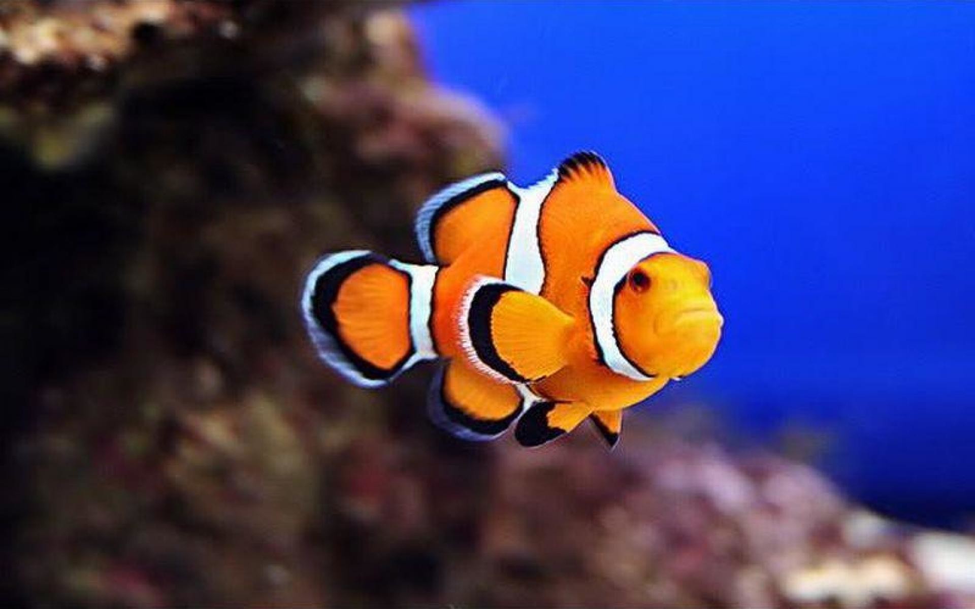 1920x1200, Clownfish High Quality Background On Walls - Clown Fish High Resolution - HD Wallpaper 