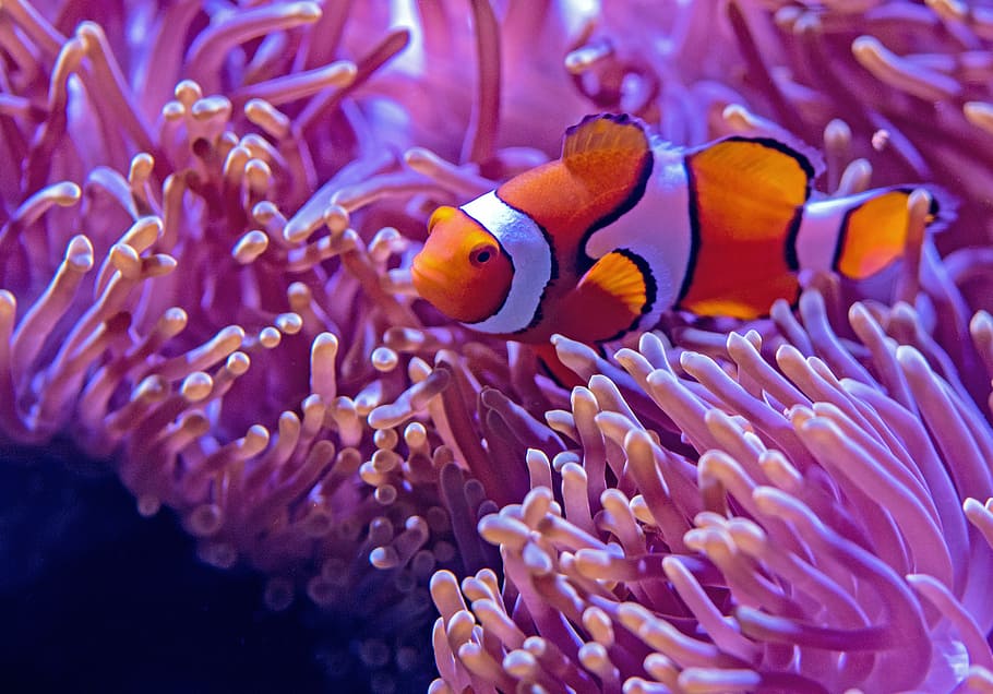 Orange And White Fishes, Clown Fish Near Anemone Closeup - HD Wallpaper 