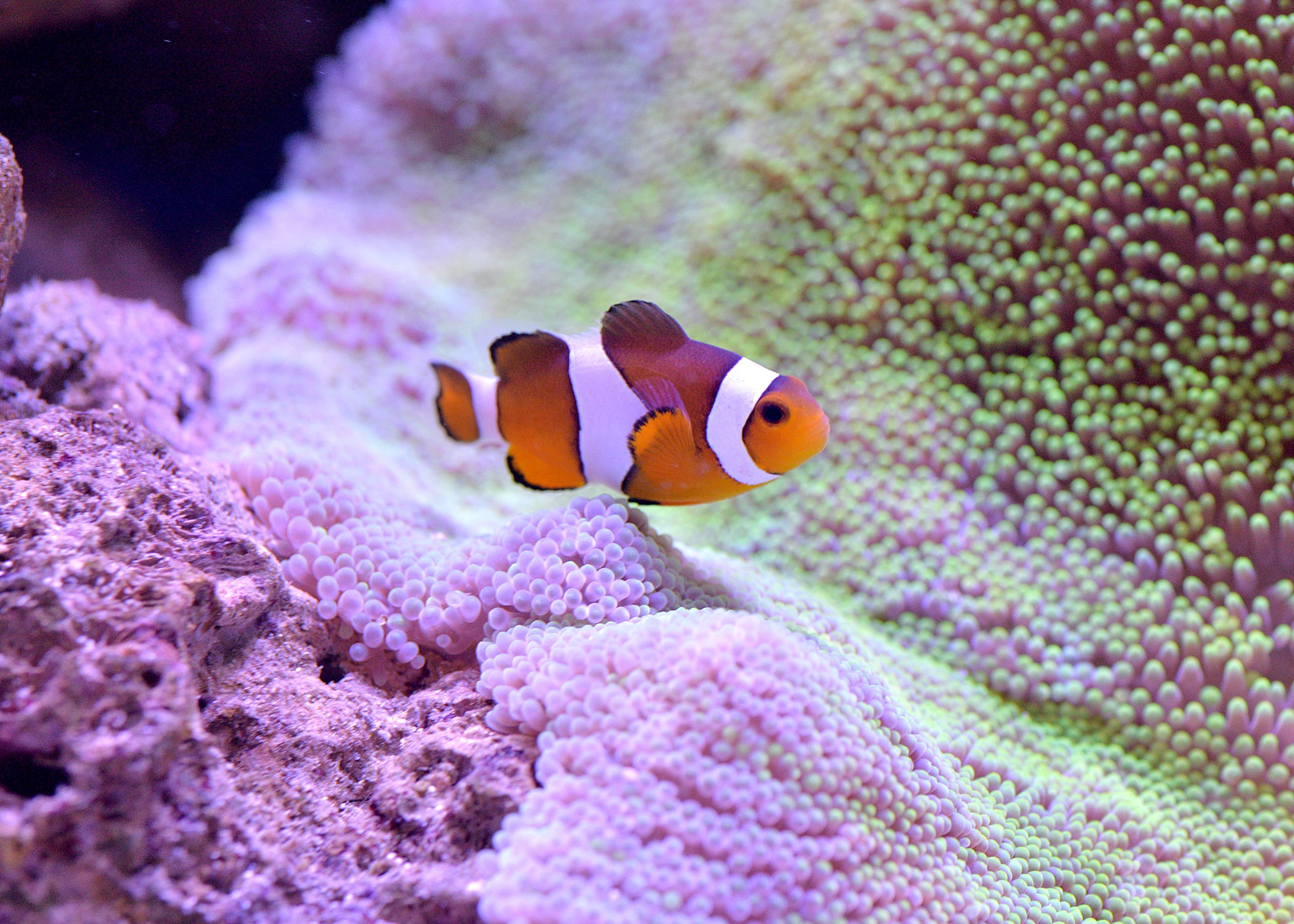 Iphone Clown Fish Wallpaper - HD Wallpaper 