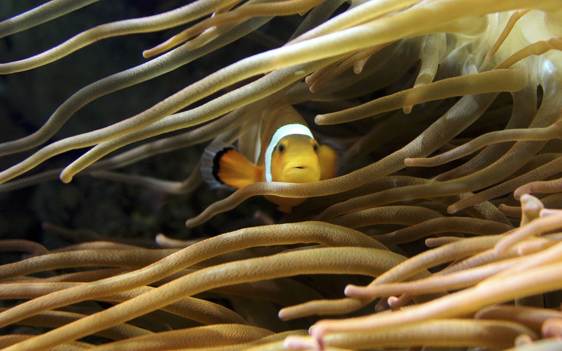 Sea Anemone - 1920x1200 Wallpaper - teahub.io