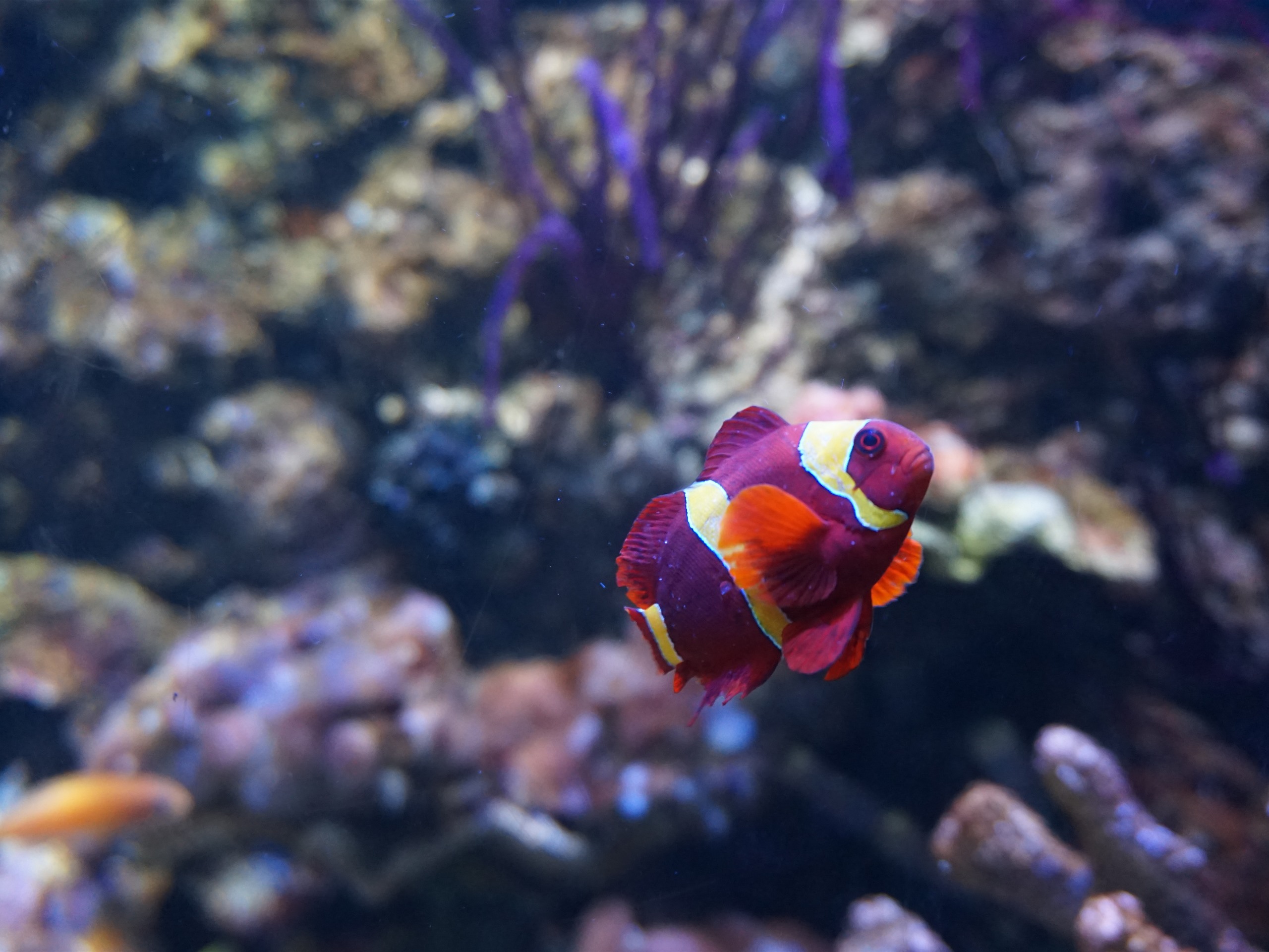 Coral Reef Fish - HD Wallpaper 