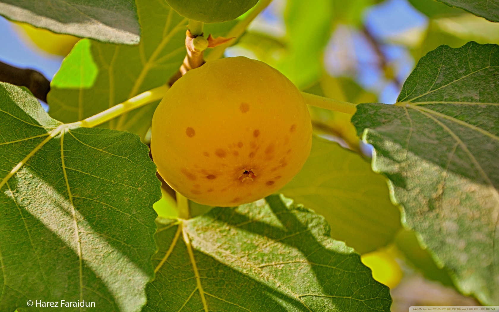 Retina Display - HD Wallpaper 