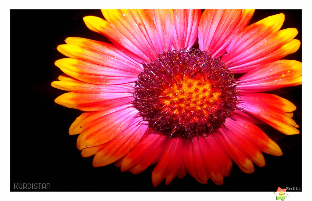 Indian Blanket - HD Wallpaper 