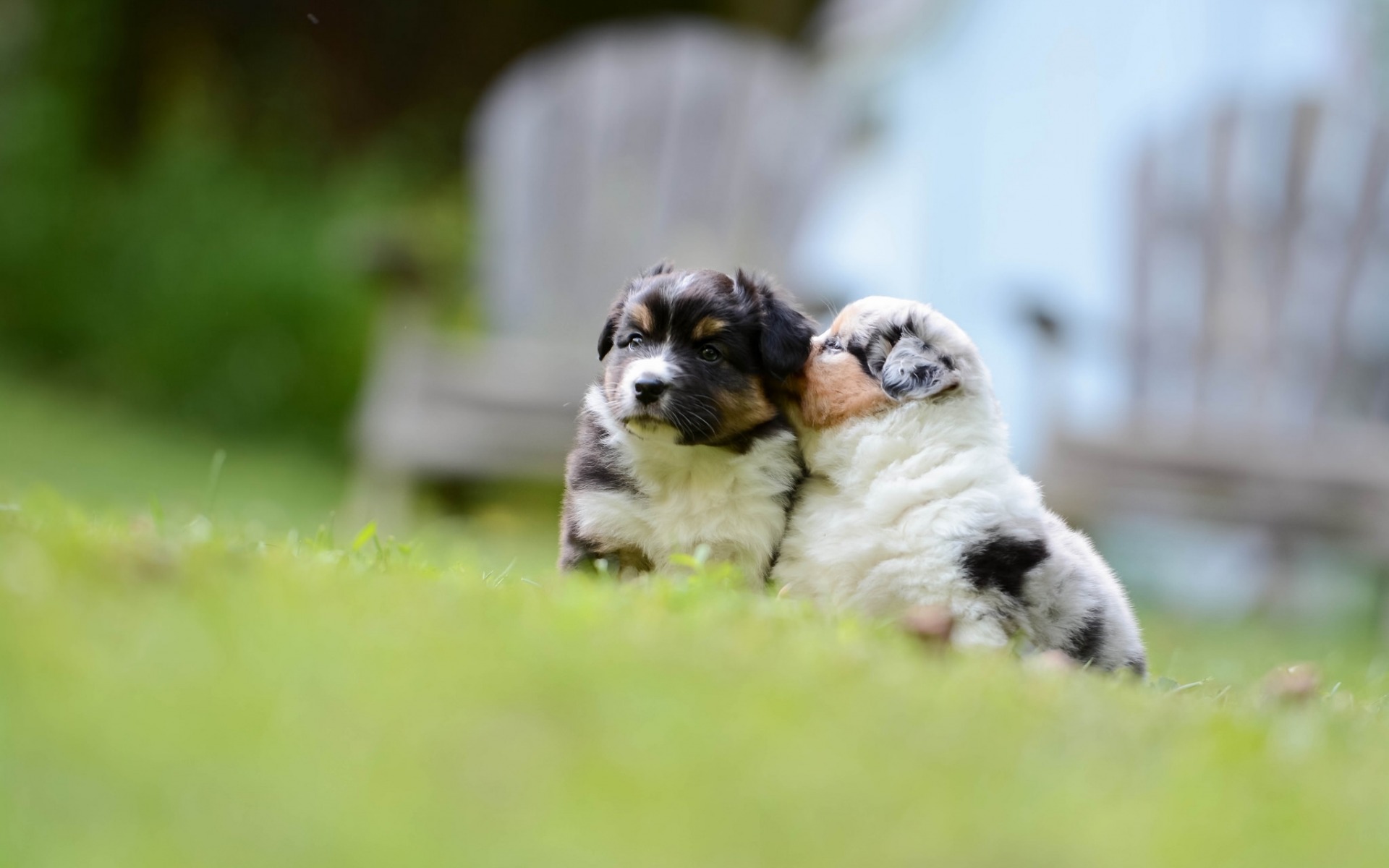 Australian Shepherd, Very Small Zenki, Green Grass, - Fond D Écran Chiot Bergers Australien - HD Wallpaper 