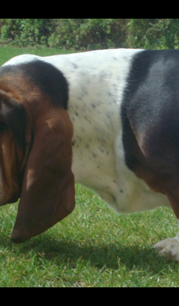 Basset Hound - HD Wallpaper 