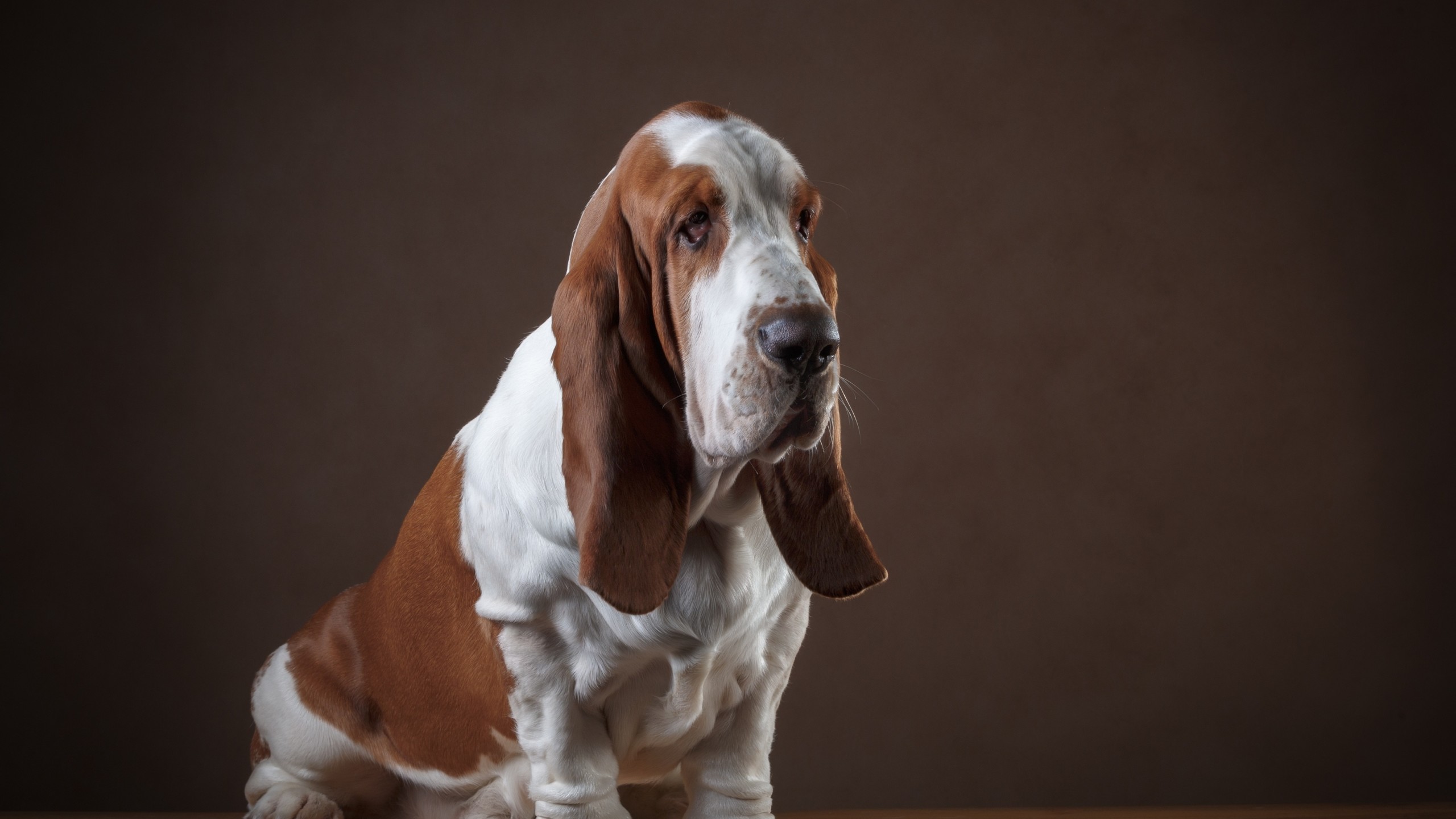 Basset Hound Phone Background - HD Wallpaper 