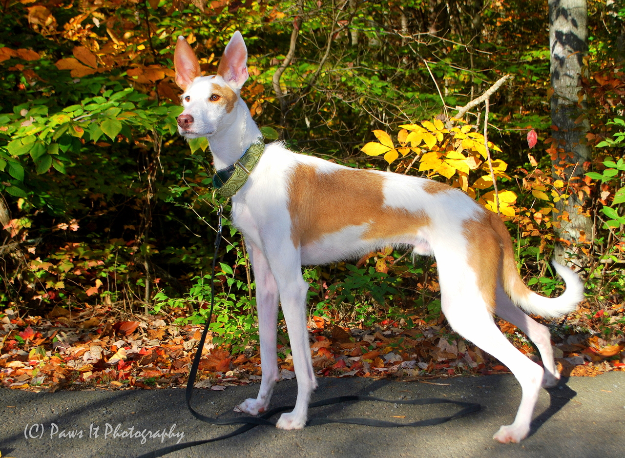 Ibizan Hound Dog Photo And Wallpaper - Ibizan Hound - HD Wallpaper 