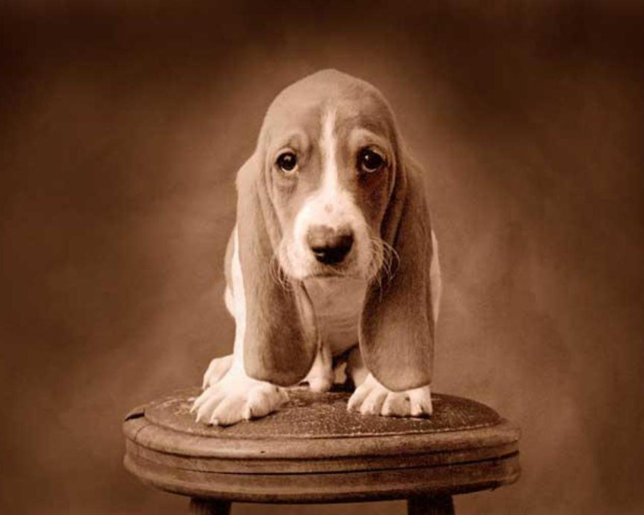 Basset Hound Wallpapers - HD Wallpaper 