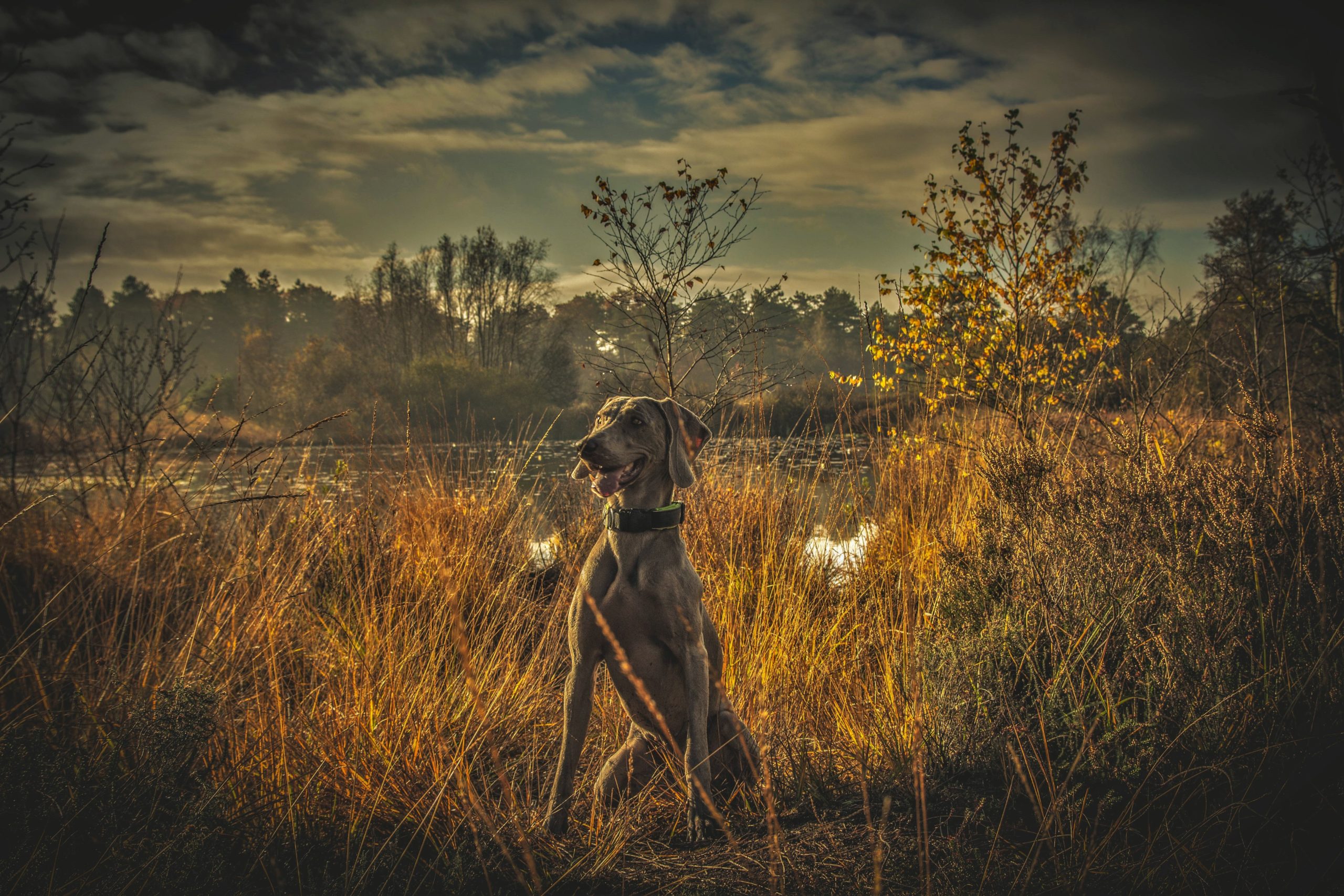 Weimaraner Breed Hound Dog Animal Nature Wallpaper - Dog - HD Wallpaper 