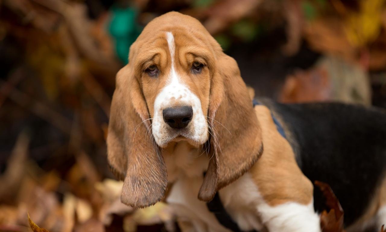 Free Download Basset Hound Wallpaper Id - Basset Hound Hd - 1280x768