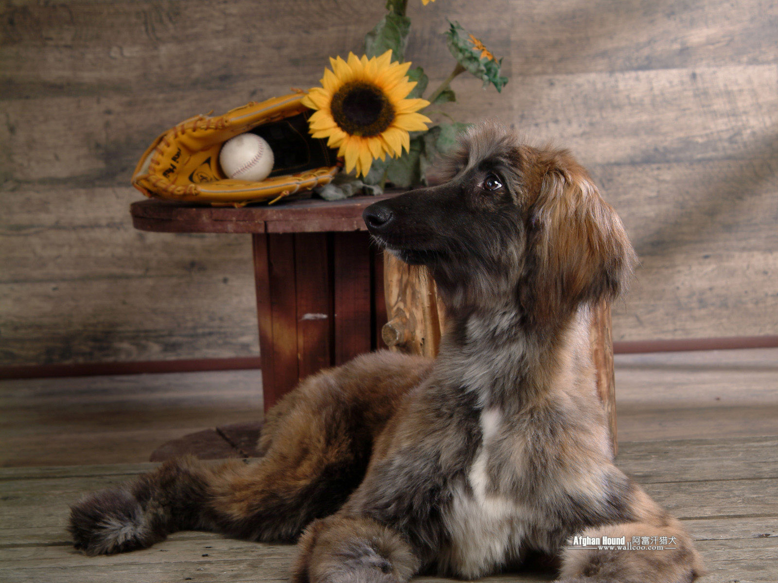Afghan Hound Photos - Afghan Hound - HD Wallpaper 