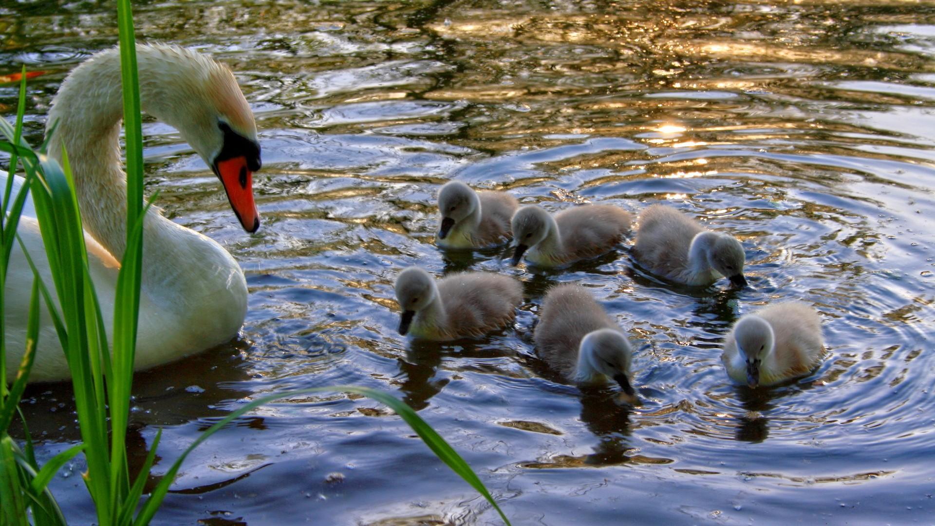 Mama Babies Praying - Baby Birds On Water - HD Wallpaper 