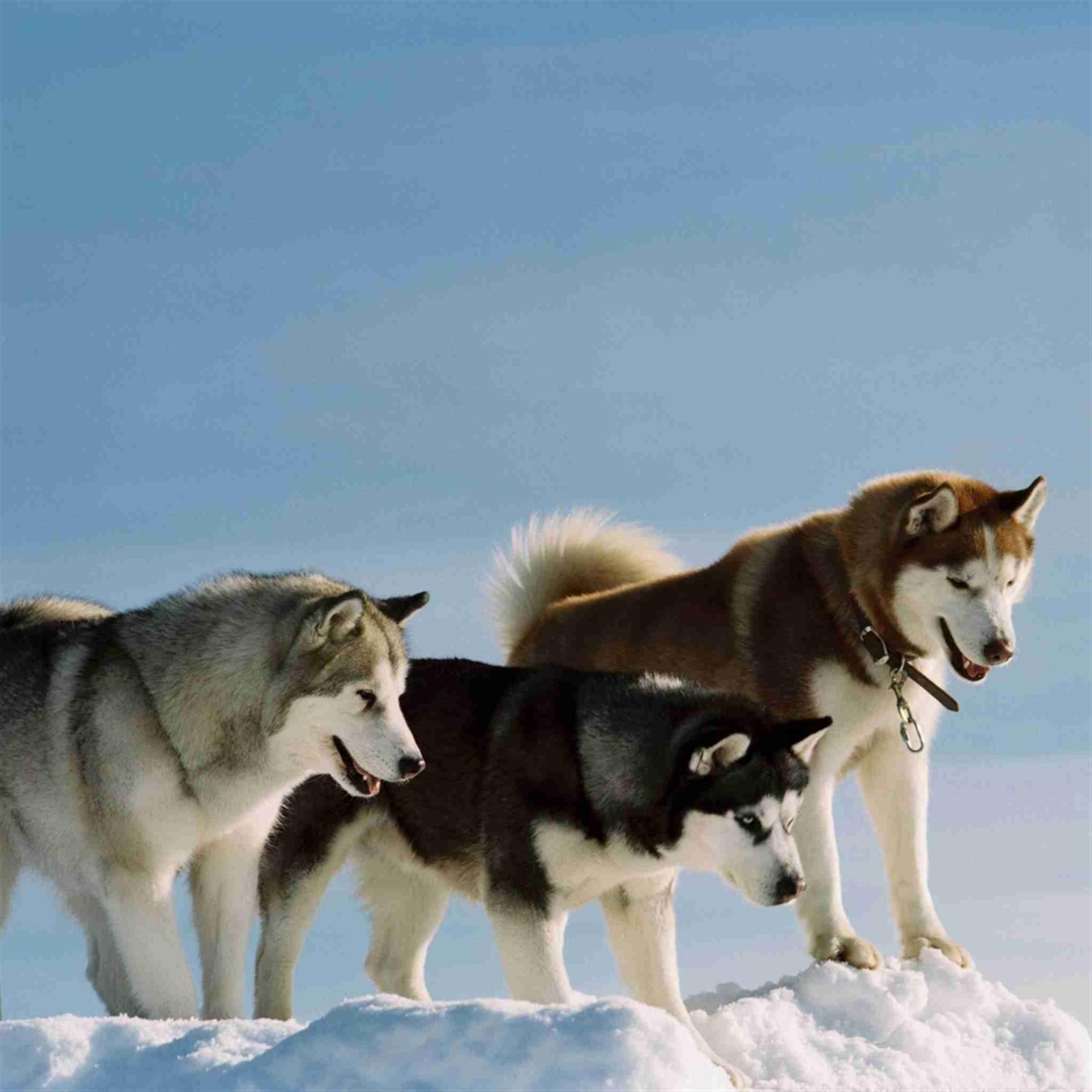 Demon Of Eight Below - HD Wallpaper 