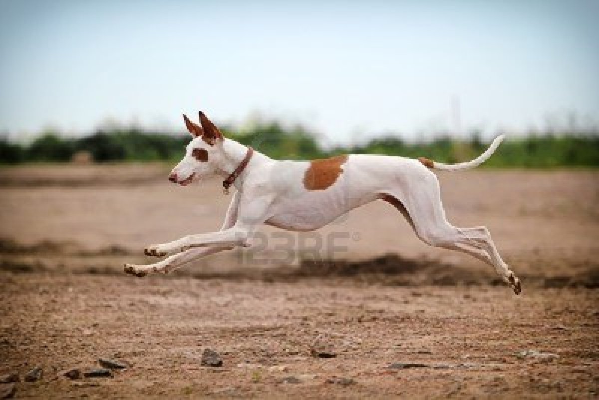 Jumping Ibizan Hound Dog Wallpaper - Ibizan Hound Running - HD Wallpaper 