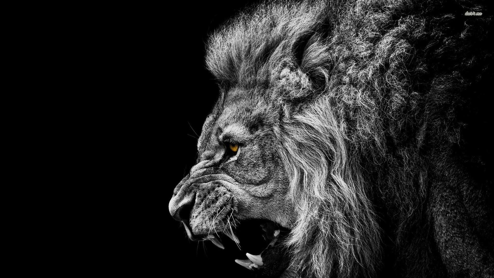 Roaring Lion Wallpaper - Hd Wallpaper Lion Roar - HD Wallpaper 