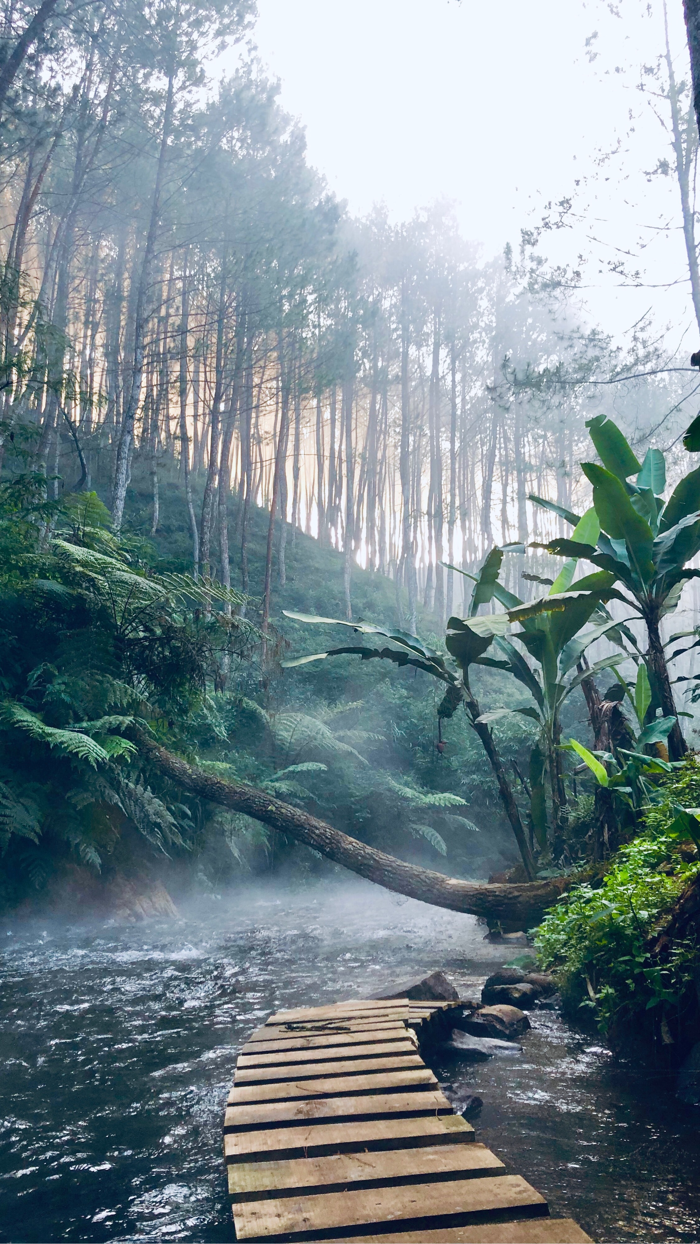 Nature Jungle Background - HD Wallpaper 