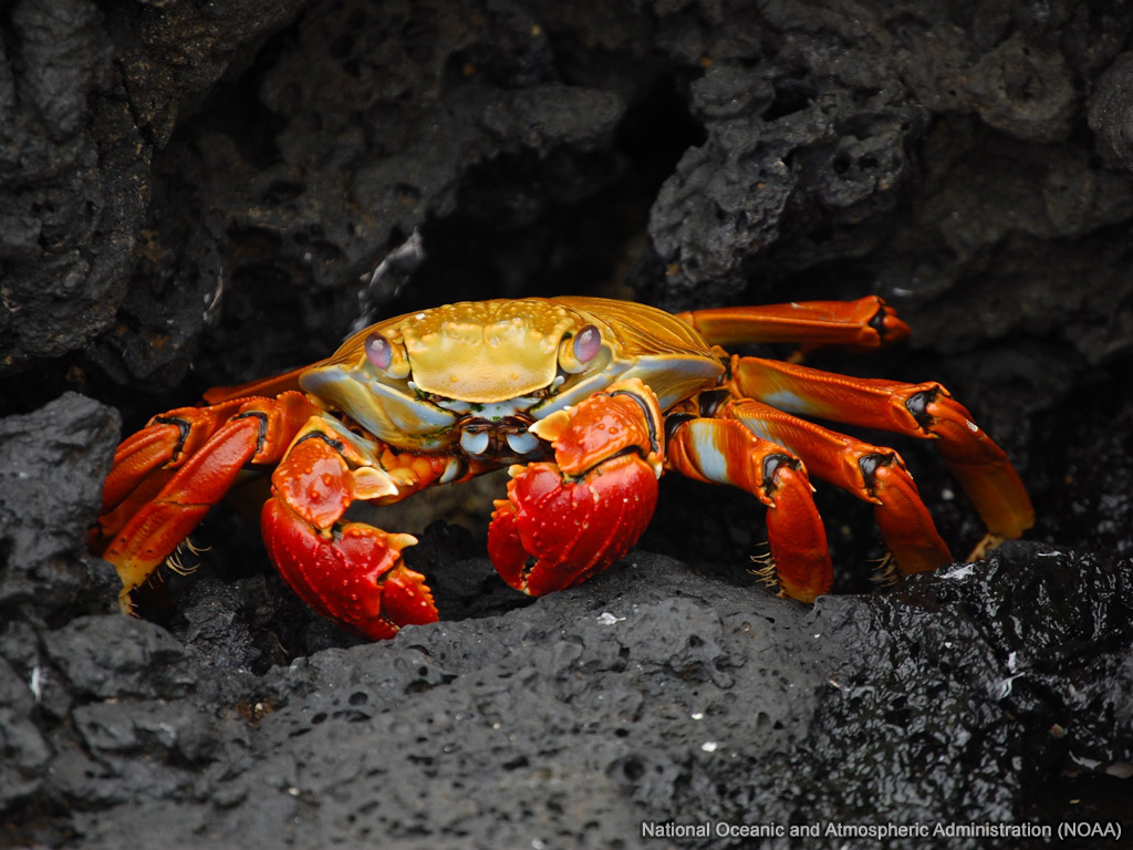 Sally Lightfoot Crab Wallpaper - Crustacean - HD Wallpaper 