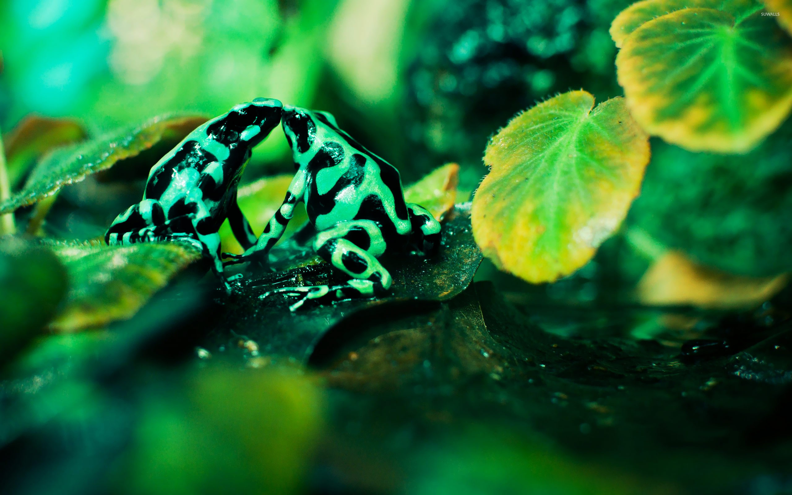 Poison Dart Frog Painting - HD Wallpaper 