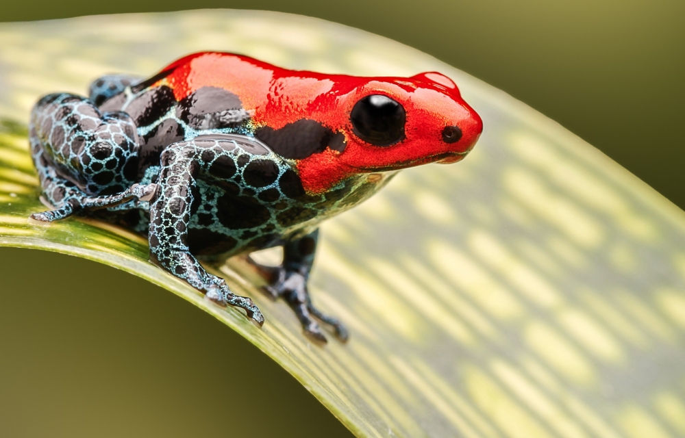 Poison Dart Frog, Red, Close-up - Poison Dart Frog Close Up - HD Wallpaper 
