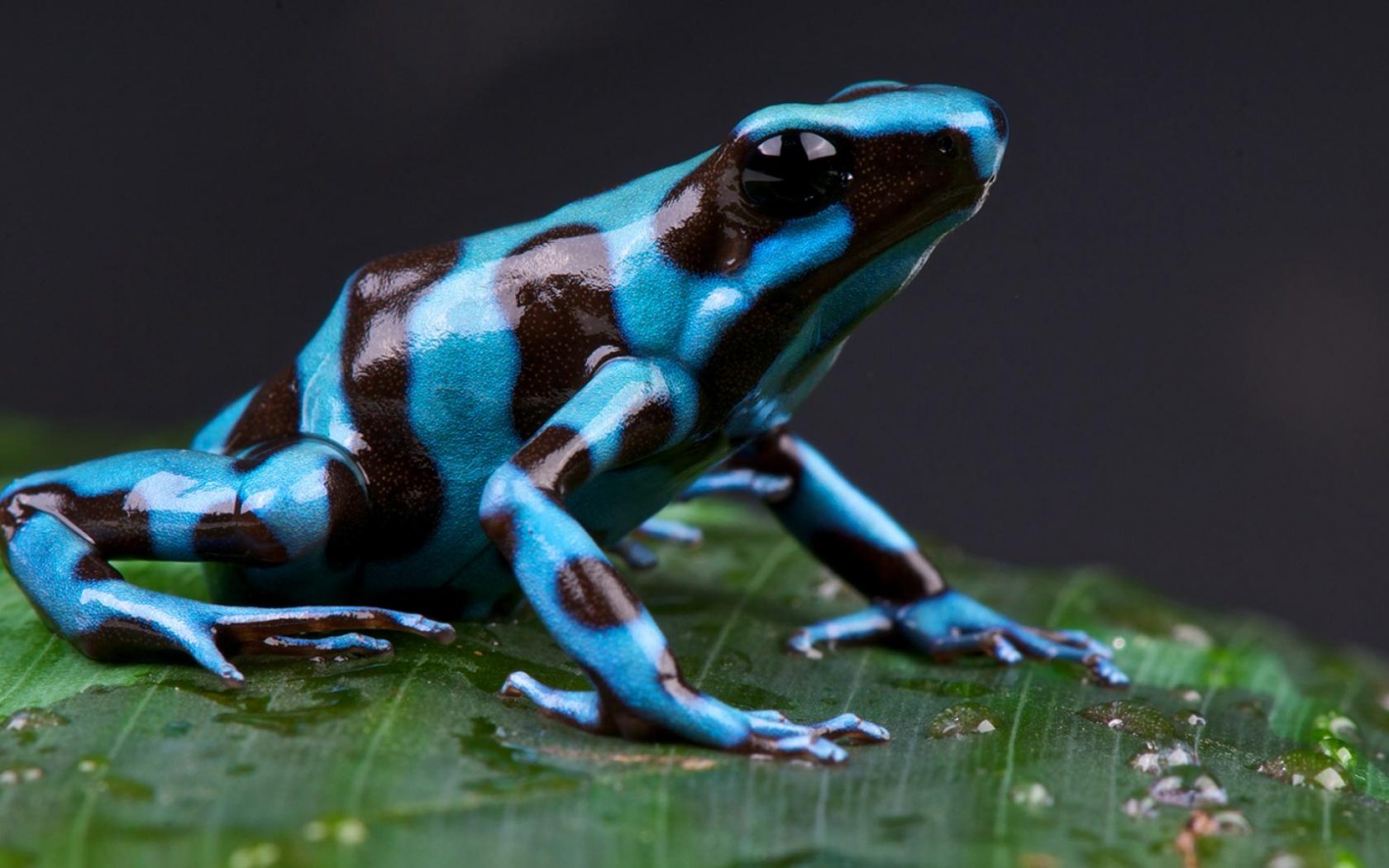 Most Poison Dart Frog - HD Wallpaper 