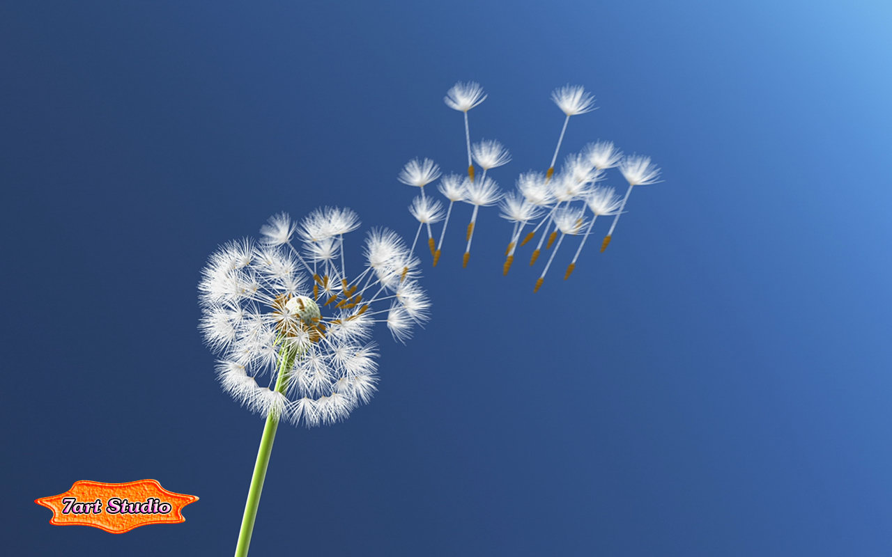 Dandelion Parachute - HD Wallpaper 