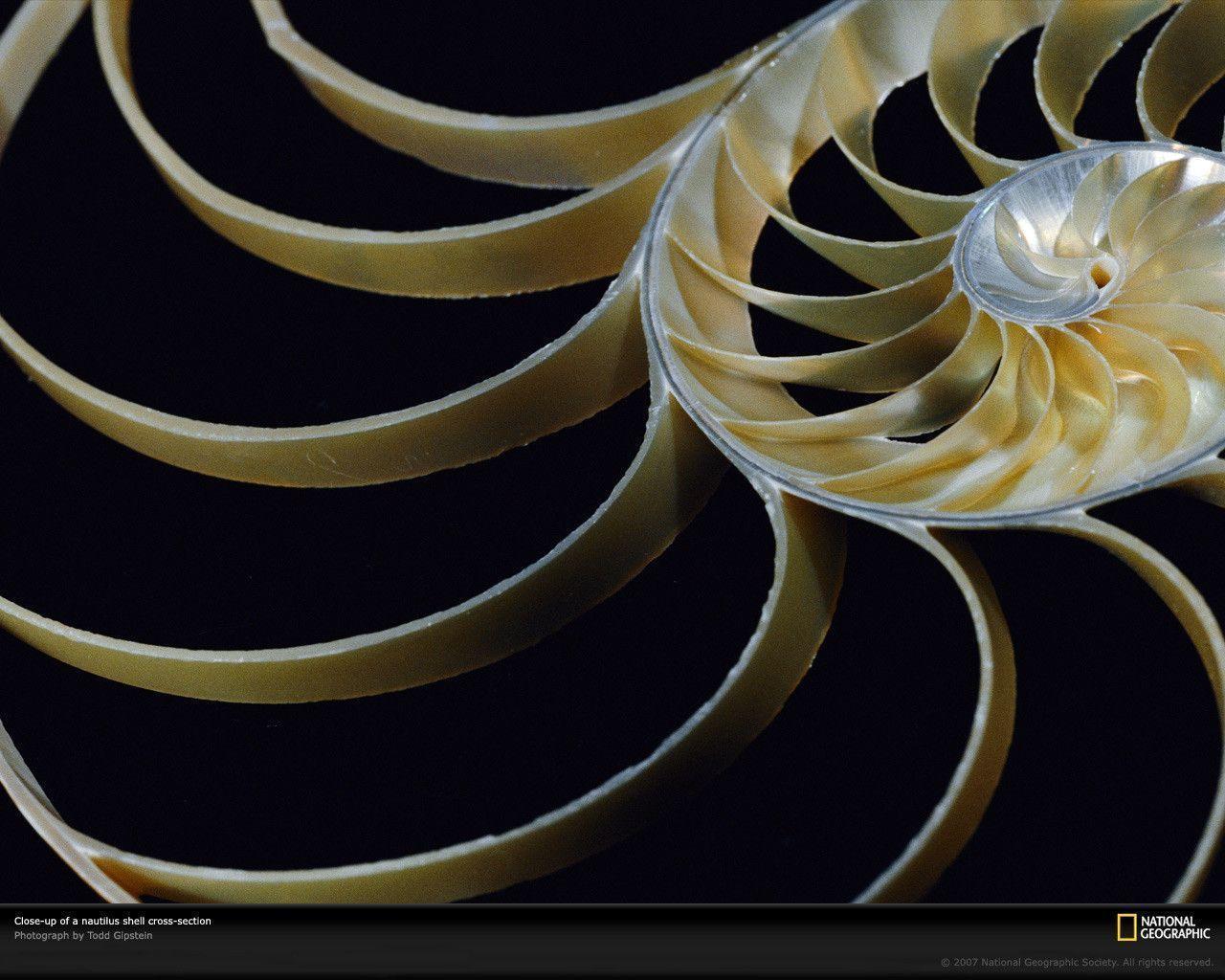 Nautilus Wallpaper - 1280x1024 Wallpaper - teahub.io